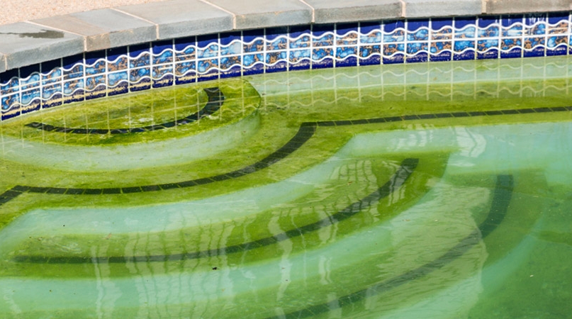 Green Pool Cleaning