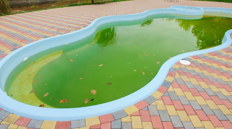 Pool Algae Cleaning & Removal